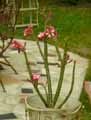 Adenium obesum