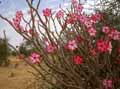 Adenium obesum