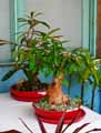 Adenium sp.