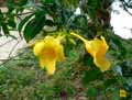 Allamanda cathartica