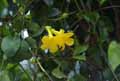 Allamanda sp.