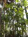 Apocynaceae-Alstonia-scholaris-Quinquina-d-Inde.jpg