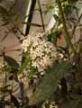 Apocynaceae-Aokanthera-oblongifolia-Acokanthera-remarquable.jpg