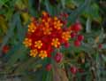 Asclepias curassavica