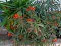 Asclepias curassavica