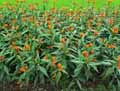 Asclepias curassavica