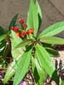 Asclepias curassavica