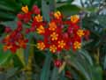 Apocynaceae-Asclepias-curassavica-Asclepiade-de-Curacao.jpg