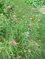 Apocynaceae-Asclepias-incarnata-Asclepiade-rouge-Asclepiade-incarnate.jpg