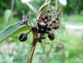 Asclepias purpurascens