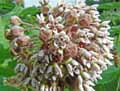 Asclepias syriaca
