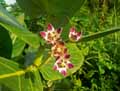 Calotropis procera