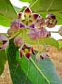 Calotropis procera