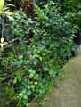 Apocynaceae-Carissa-macrocarpa-Prunier-du-Natal-Carisse-a-gros-fruits.jpg