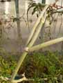 Apocynaceae-Ceropegia-dichotoma-Cardoncillo.jpg