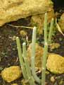Apocynaceae-Ceropegia-fusca-Ceropegie.jpg
