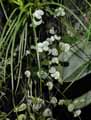 Ceropegia linearis ssp. woodii