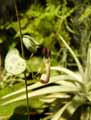 Apocynaceae-Ceropegia-linearis-ssp.-woodii-Ceropegie-Chaine-des-coeurs.jpg