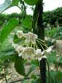 Apocynaceae-Dregea-sinensis-Wattakaka-sinensis-Wattakaka.jpg
