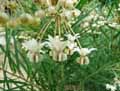 Gomphocarpus physocarpus, Asclepias physocarpa