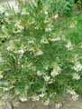 Apocynaceae-Gomphocarpus-physocarpus-Asclepias-physocarpa-Balloonplant-Balloon-cotton-bush-Swan-plant.jpg