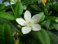 Apocynaceae-Holarrhena-pubescens-Holarrhena-20131123235810.jpg