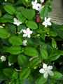 Holarrhena pubescens