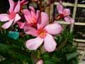 Nerium oleander