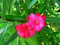 Nerium oleander