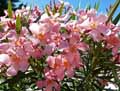 Nerium oleander