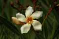 Nerium oleander