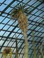 Pachypodium geayi