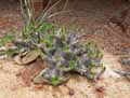 Pachypodium horombense, Pachypodium rosulatum var. horombense