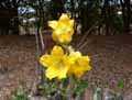 Pachypodium horombense, Pachypodium rosulatum var. horombense