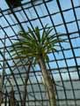 Pachypodium lamerei