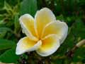 Plumeria alba