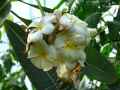 Plumeria alba