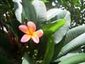 Plumeria rubra