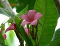 Plumeria rubra