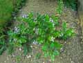 Rhazya orientalis