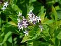 Rhazya orientalis