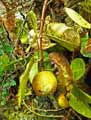 Saba comorensis