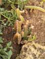 Stapelia gigantea