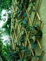 Stephanotis floribunda