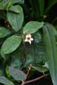 Strophantus hispidus