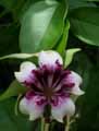 Strophantus sarmentosus