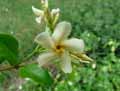 Trachelospermum asiaticum