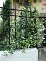 Trachelospermum jasminoides
