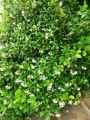 Trachelospermum jasminoides