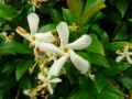 Trachelospermum jasminoides